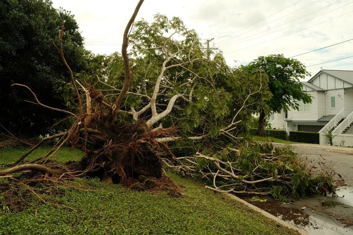 Uprooted tree lying across a suburban street after a violent storm